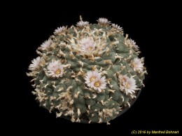 Lophophora williamsii 866